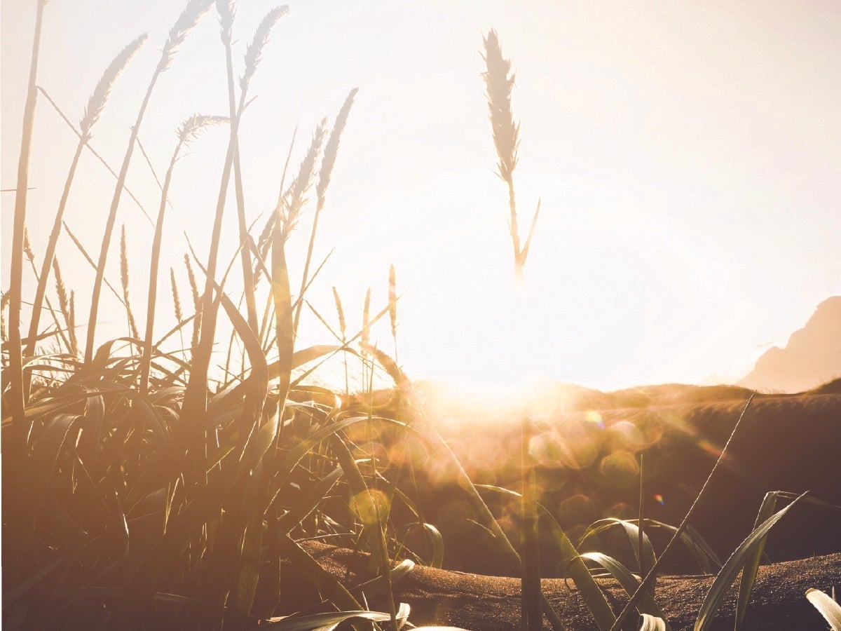 Beige grass on a beige background