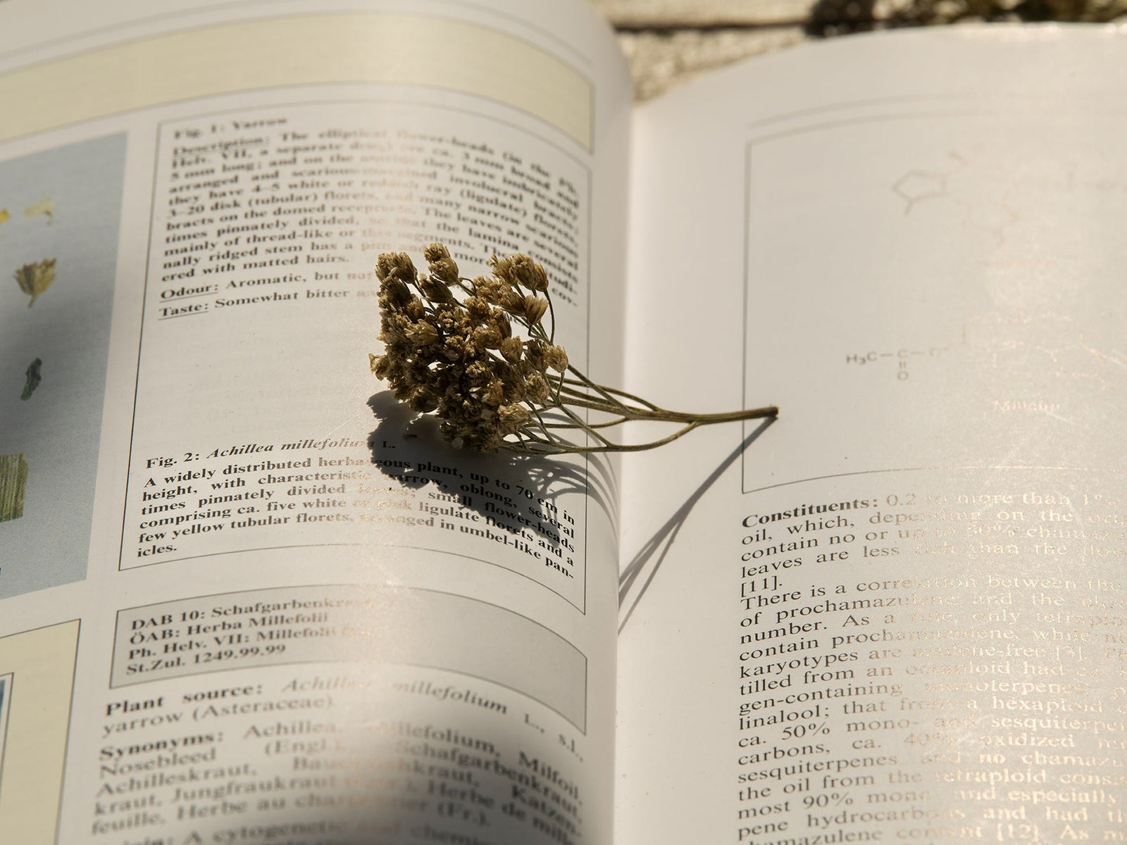 What Is Pharmacognosy?