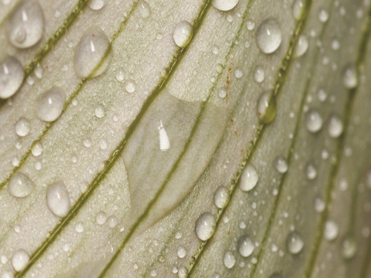 Drops of water on a grey, organic background