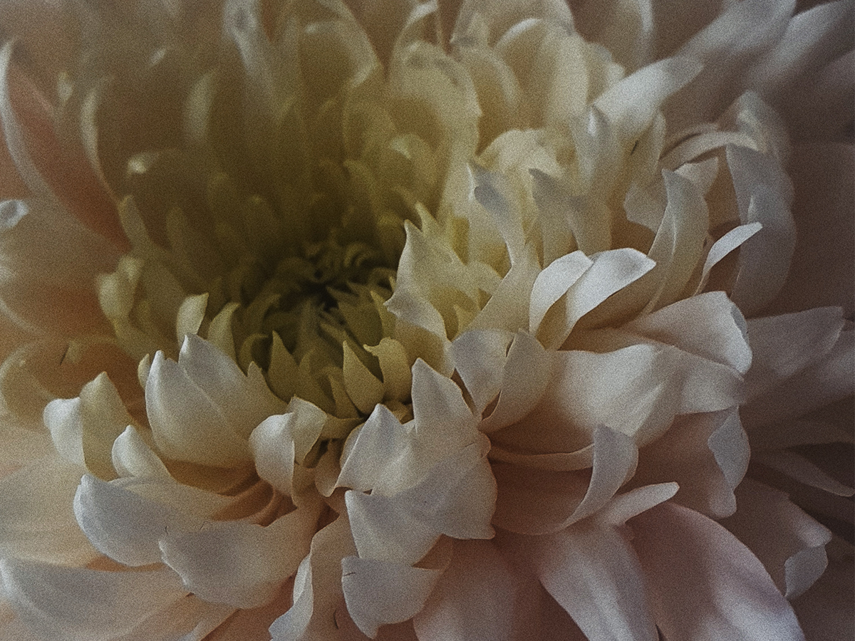 Laughter for Your Looks